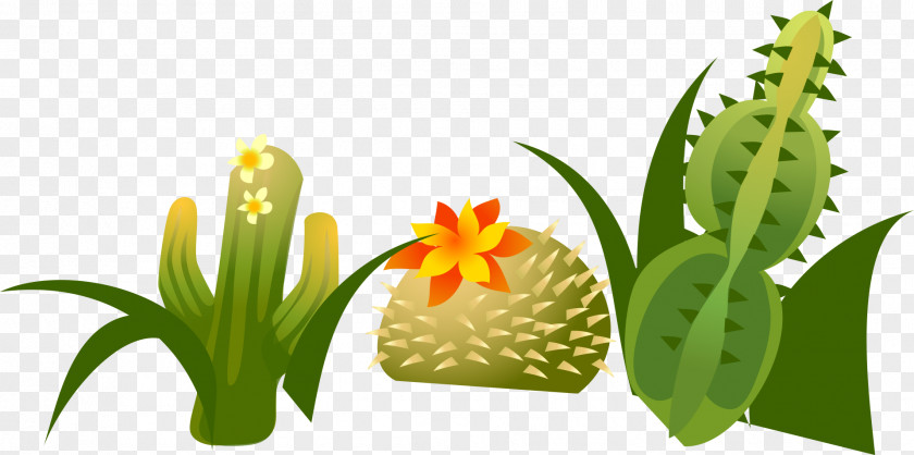 Green Cactus Cactaceae Euclidean Vector PNG