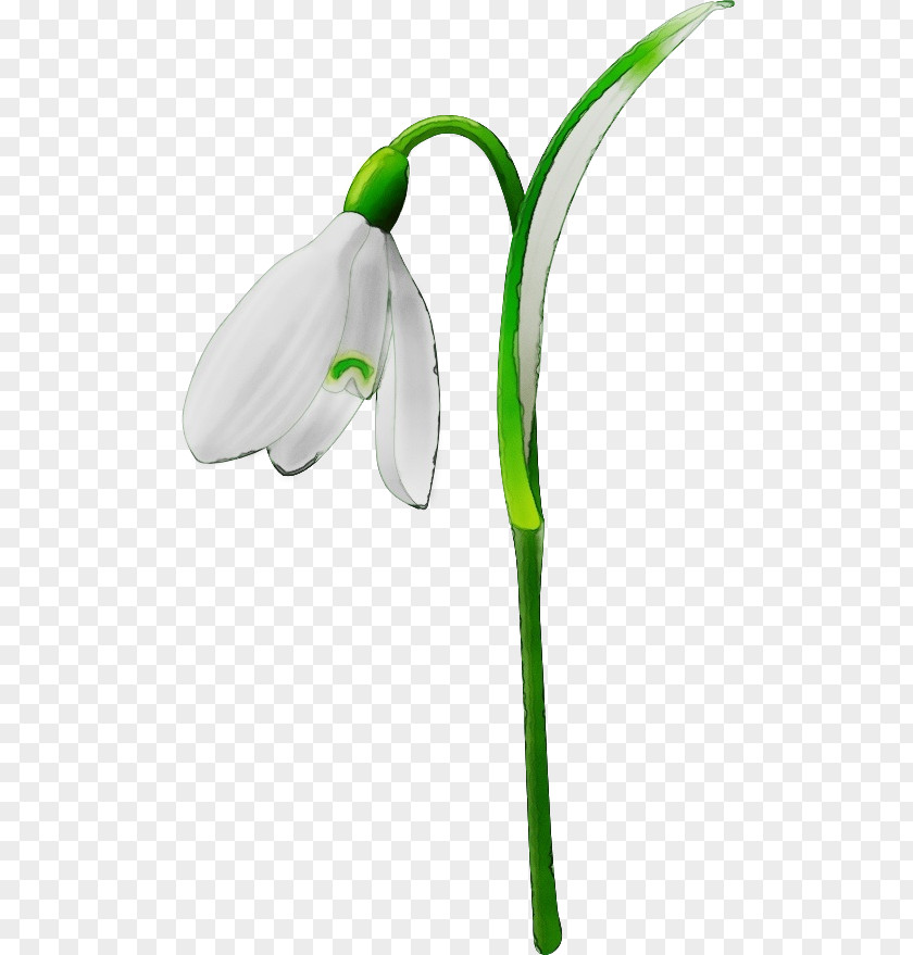 Herbaceous Plant Arum Family Snowdrop Flower Green Galanthus PNG