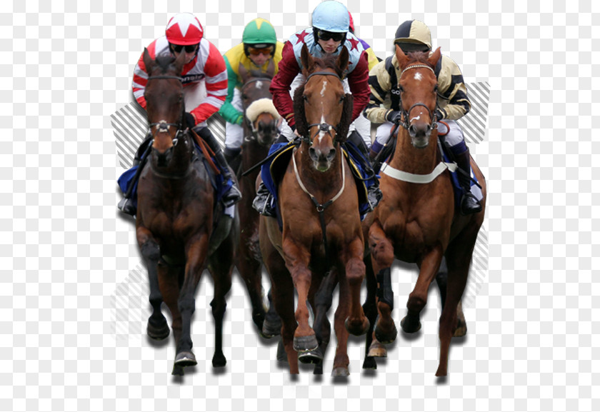 Horse Racing Sports Betting Jockey PNG