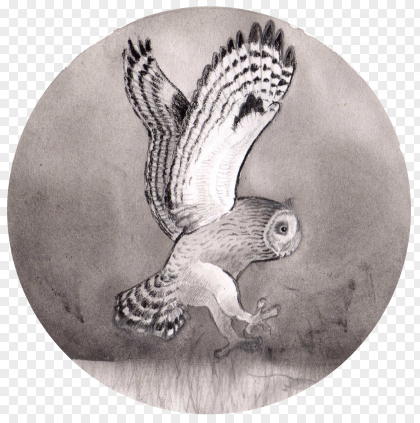 Owl Drawing Fauna /m/02csf Beak PNG