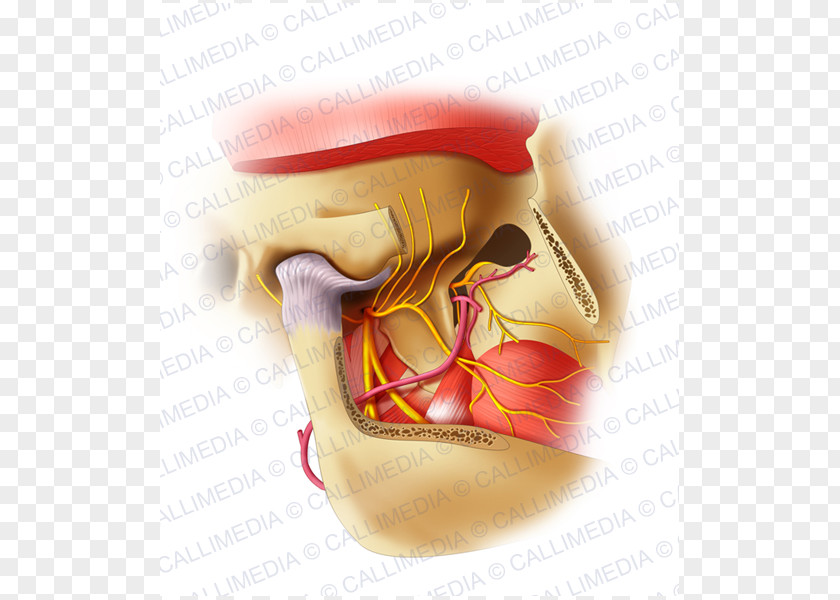 Bocca Mandibular Nerve Jaw Trigeminal Alaleuanluu PNG