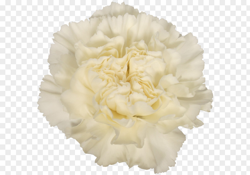 Carnation Cut Flowers Alessandria White Skin PNG