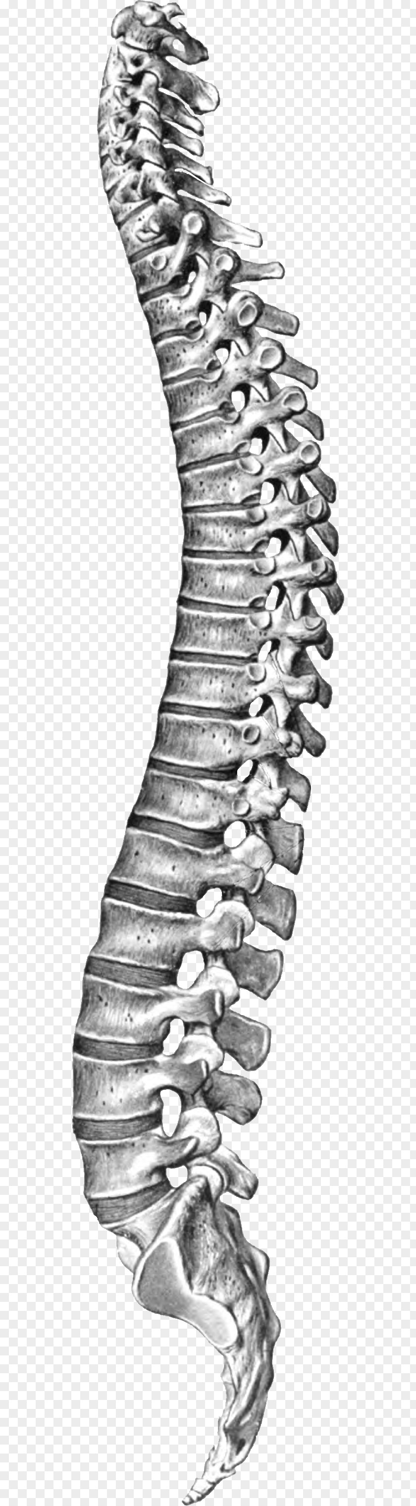 Column Vertebral Spinal Cord Coccyx PNG
