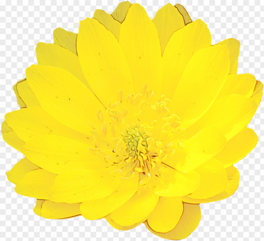 English Marigold Daisy Family Yellow Flower Petal Plant Gerbera PNG