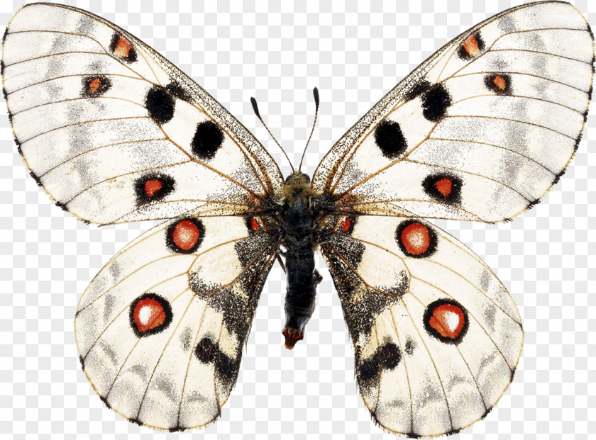 Insect Apollo Butterflies & Moths Parnassians Arthropod PNG
