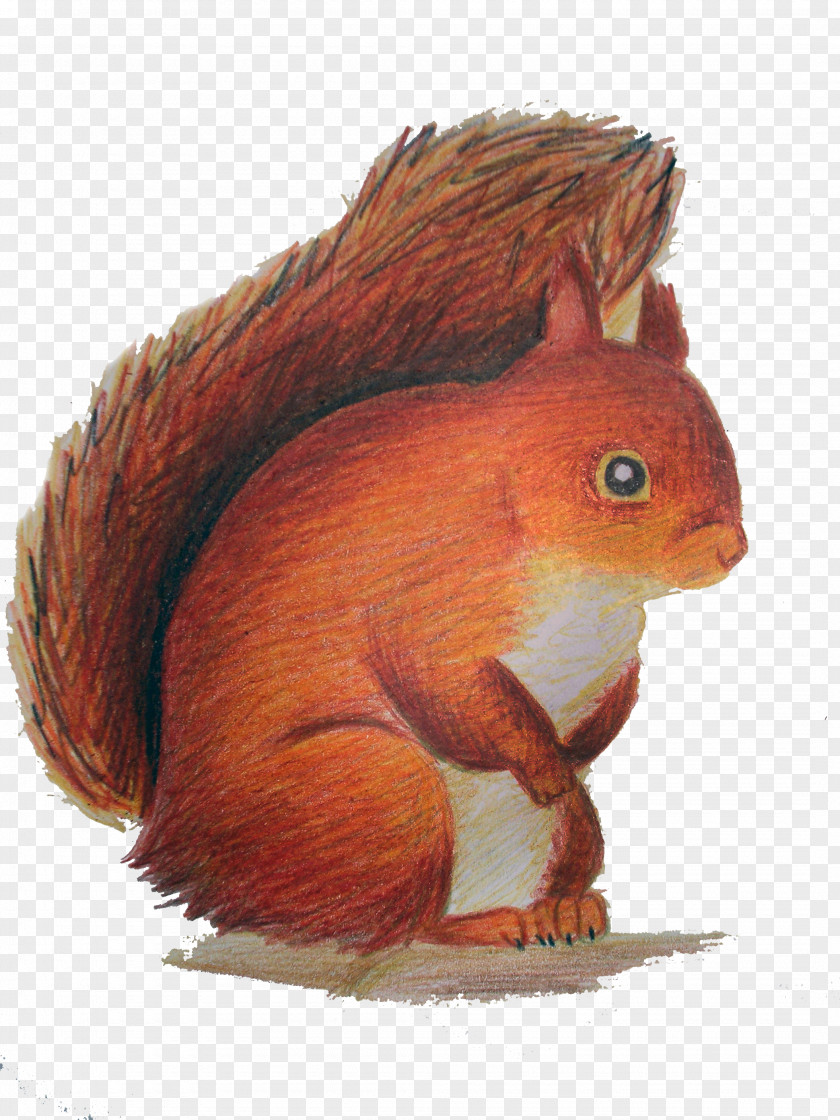 Squirrel Red Rodent Clip Art PNG