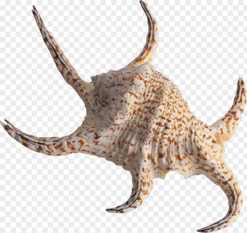 Starfish Seashell Molluscs Desktop Wallpaper Clip Art PNG