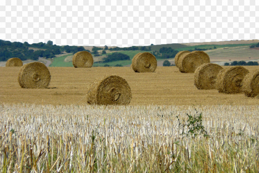 Wheat Haystack Hay Harvest Farm Straw Bale PNG