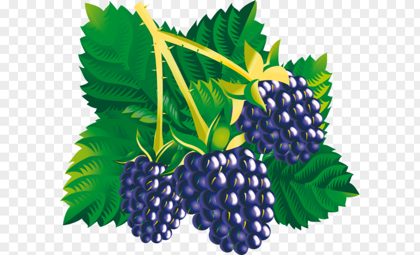 Blackberry Mulberry Amora PNG