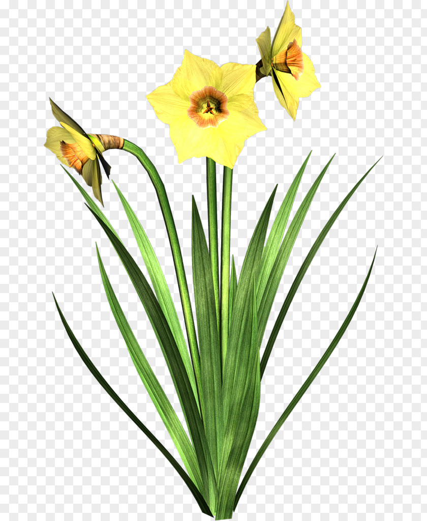 Flower I Wandered Lonely As A Cloud Wild Daffodil Petal Tulip PNG