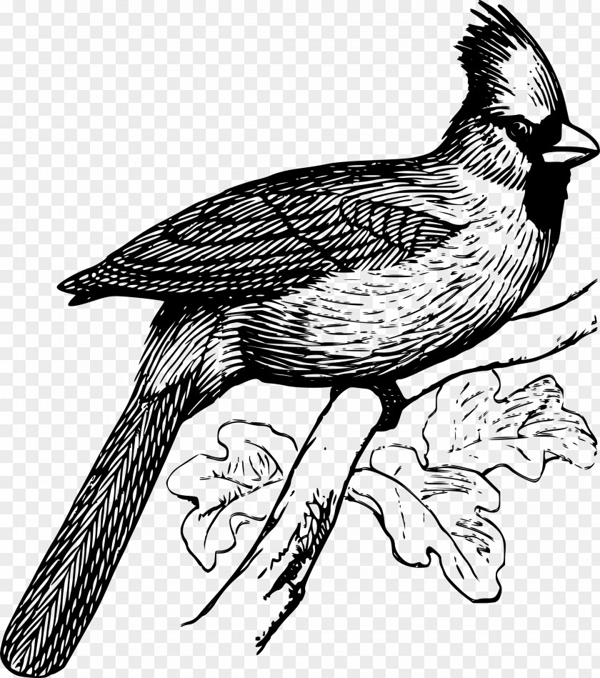 Hawk Bird Clip Art Drawing Illustration PNG