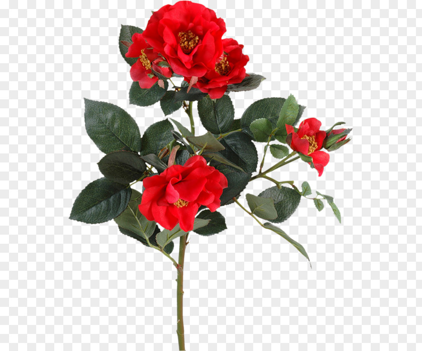 Mandy Rose Garden Roses Flower Floribunda Japanese Camellia Plant Stem PNG