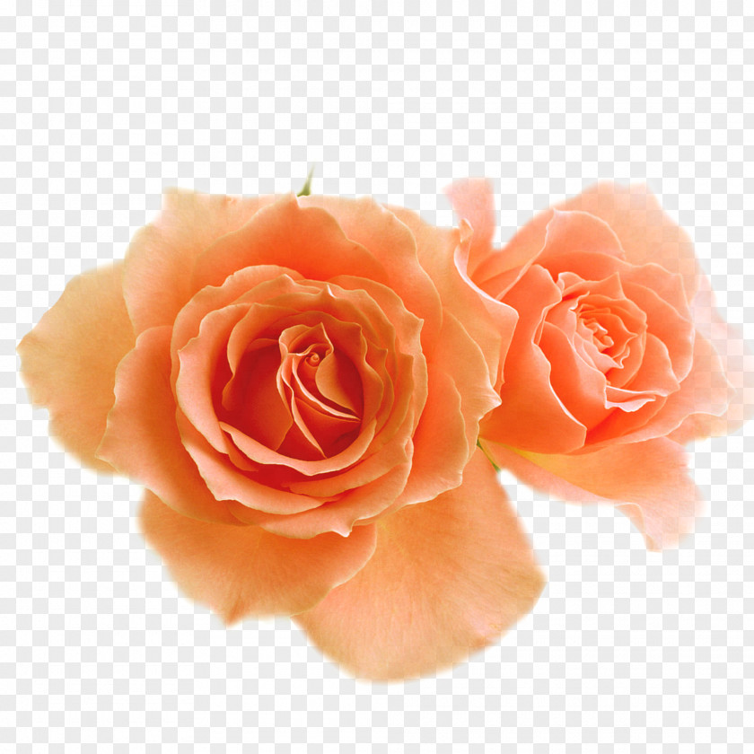 PARADİSE Garden Roses Flower Blossom Clip Art PNG