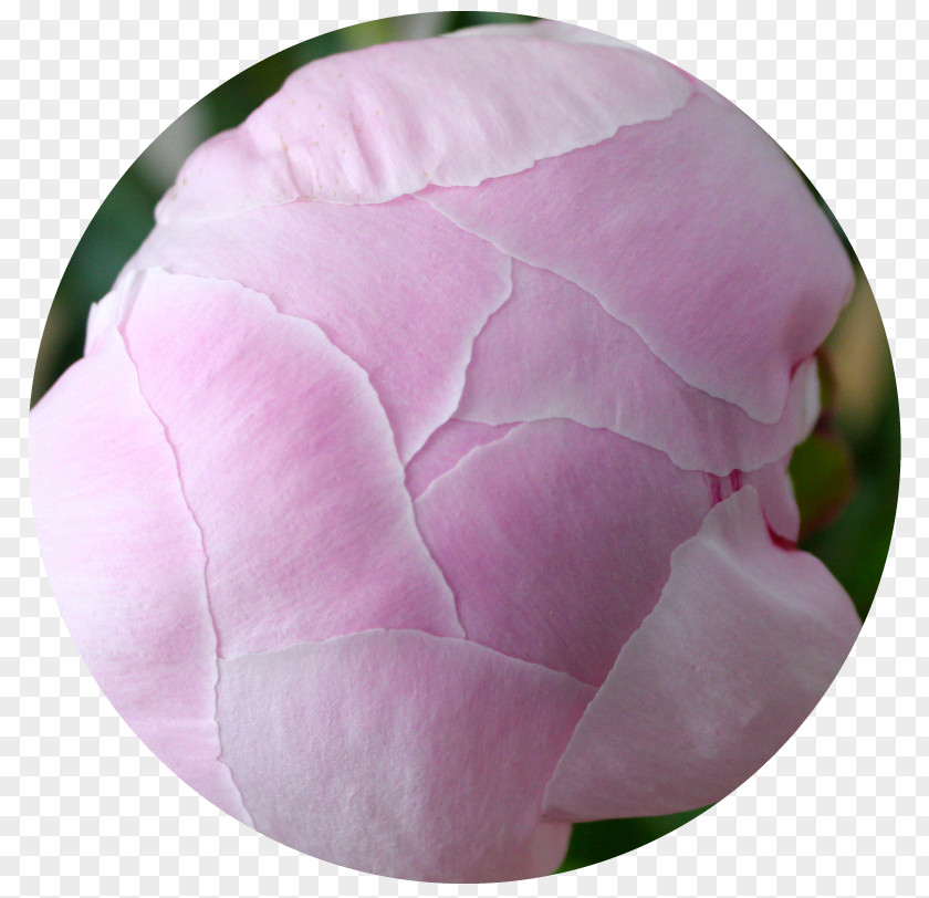 Peony Cabbage Rose Pink M Petal RTV PNG