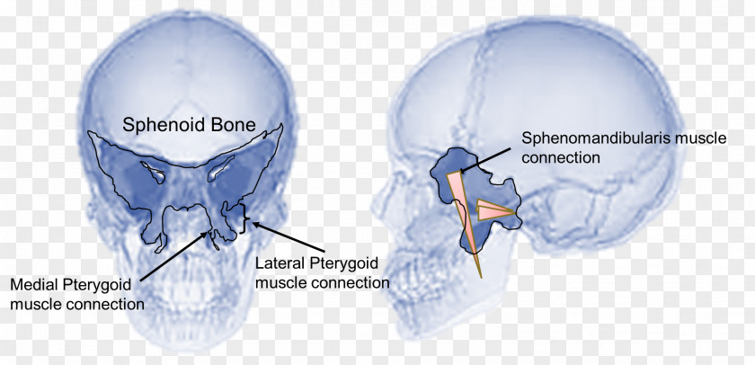 Sphenoid Bone Temporomandibular Joint Dysfunction Jaw PNG