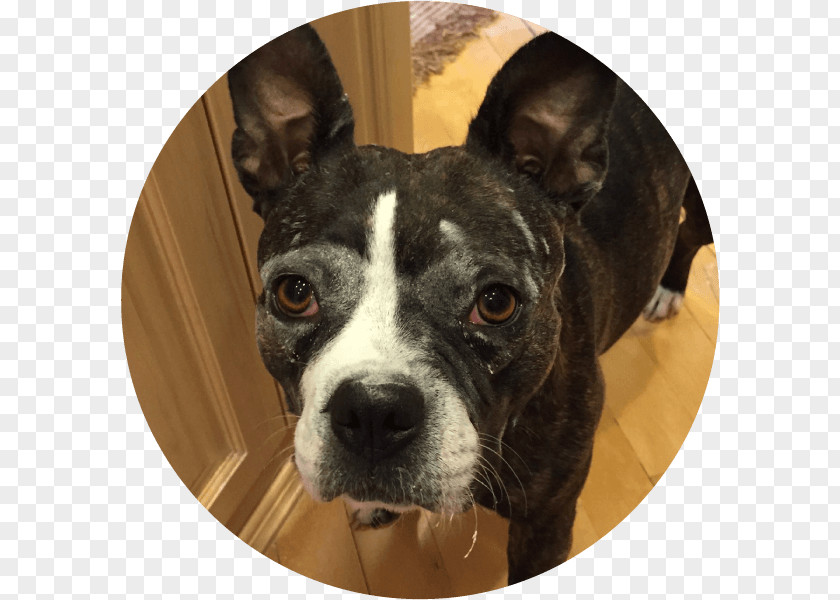 Boston Terrier Mix Valley Bulldog French Dog Breed PNG