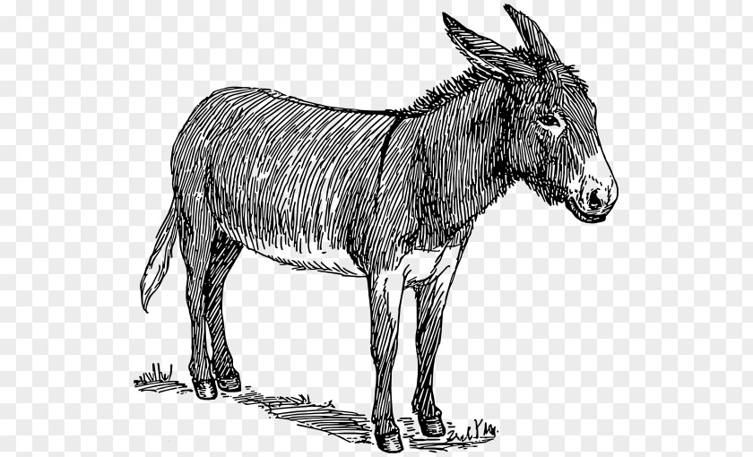 Donkey Drawing Line Art Sketch PNG