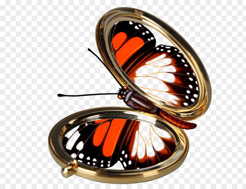 Mirror Butterfly Magic Nymphalidae PNG