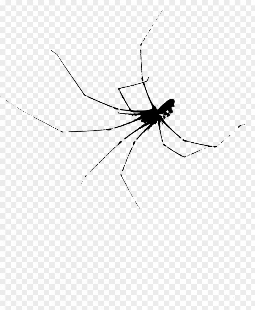Mosquito Widow Spiders Orb-weaver STX G.1800E.J.M.V.U.NR YN PNG