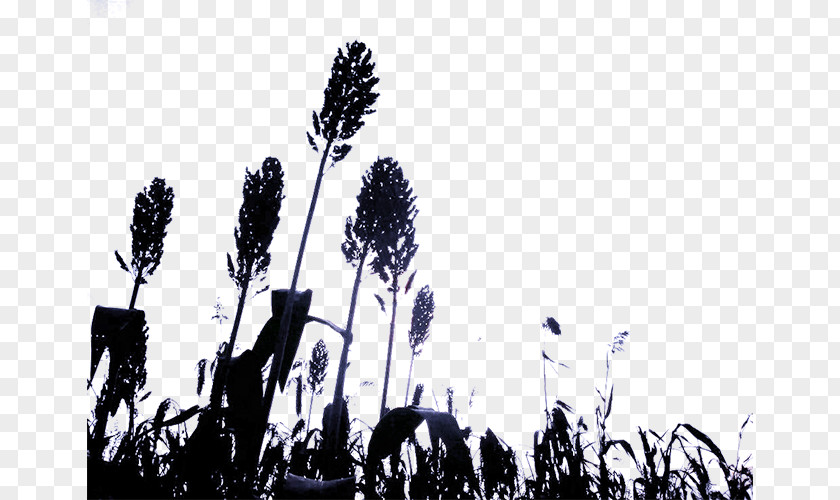 Sorghum Silhouette Broom-corn PNG