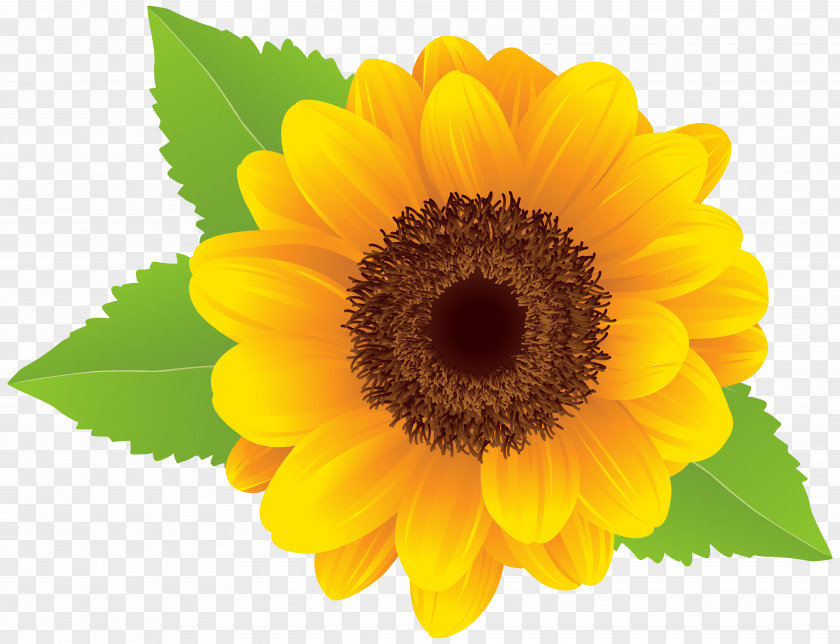 Sunflower Background Cliparts Graphic Arts Clip Art PNG