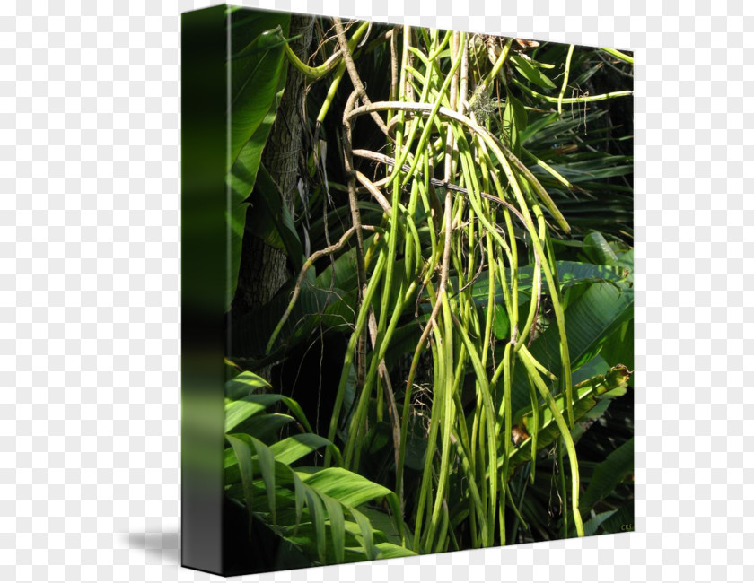 Vanilla Bean Grasses Tree Terrestrial Plant Family PNG