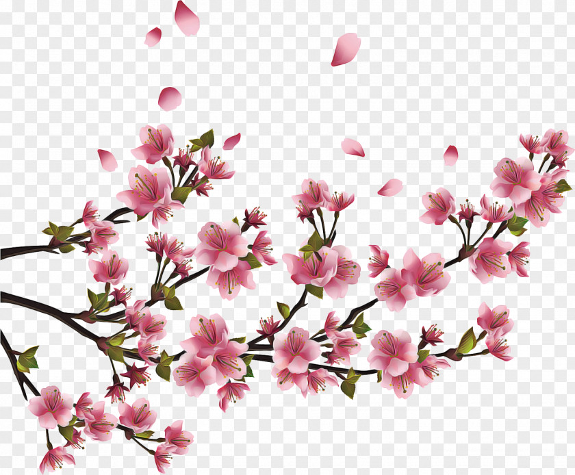 Wildflower Magnolia Floral Spring Flowers PNG