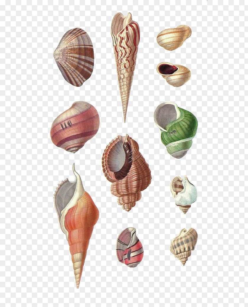 Hand-painted Conch Seashell Mollusc Shell Drawing PNG