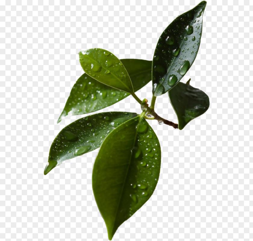 Leaf Clip Art PNG