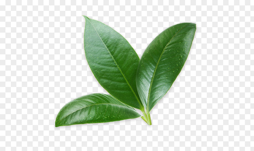 Leaf Persian Lime Kaffir Citrus × Sinensis PNG