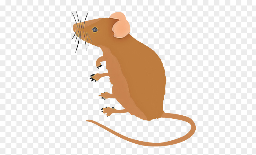 Rat Mouse Muridae Cartoon Pest PNG