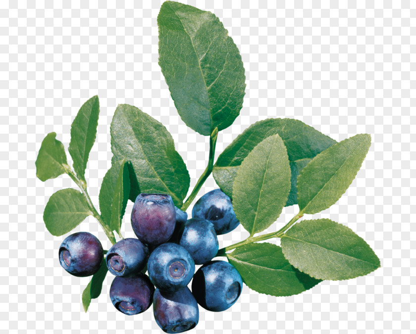 Blueberry Tea Bilberry Clip Art PNG