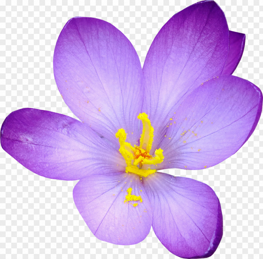 Crocus Saffron Flower Clip Art PNG