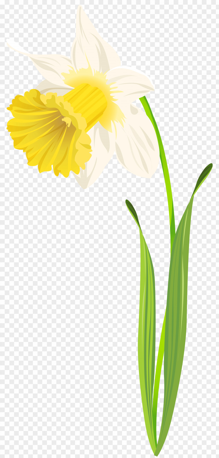 Grasshopper Daffodil Flower Clip Art PNG
