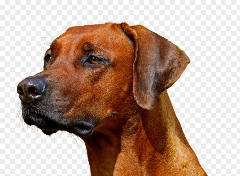 Rare Breed Dog Rhodesian Ridgeback Puppy Pug Cat Food Pet PNG