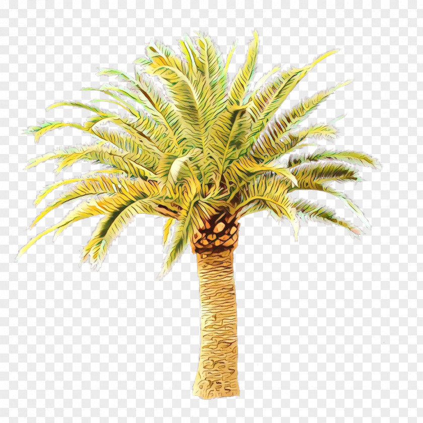 Terrestrial Plant Flowering Palm Tree PNG