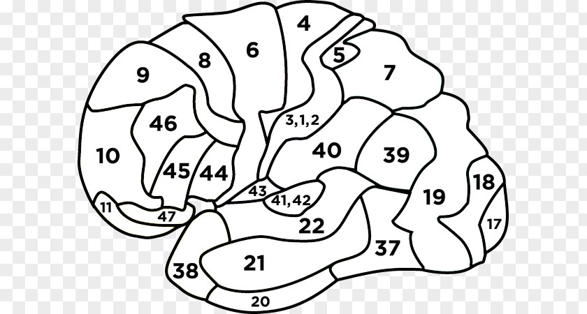 Brain Brodmann Area 4 Primary Motor Cortex Neuroscience PNG