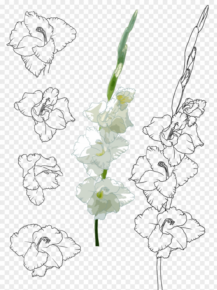 Hand-painted Gladiolus Floral Design Xd7gandavensis Painting Illustration PNG