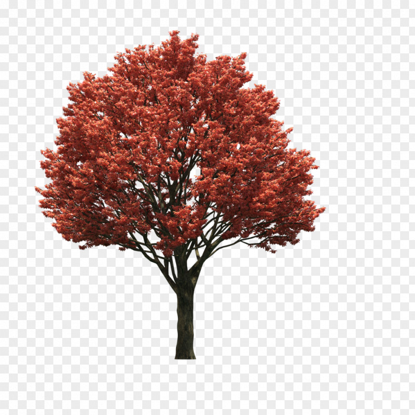 Orange Tree LOFTER PNG