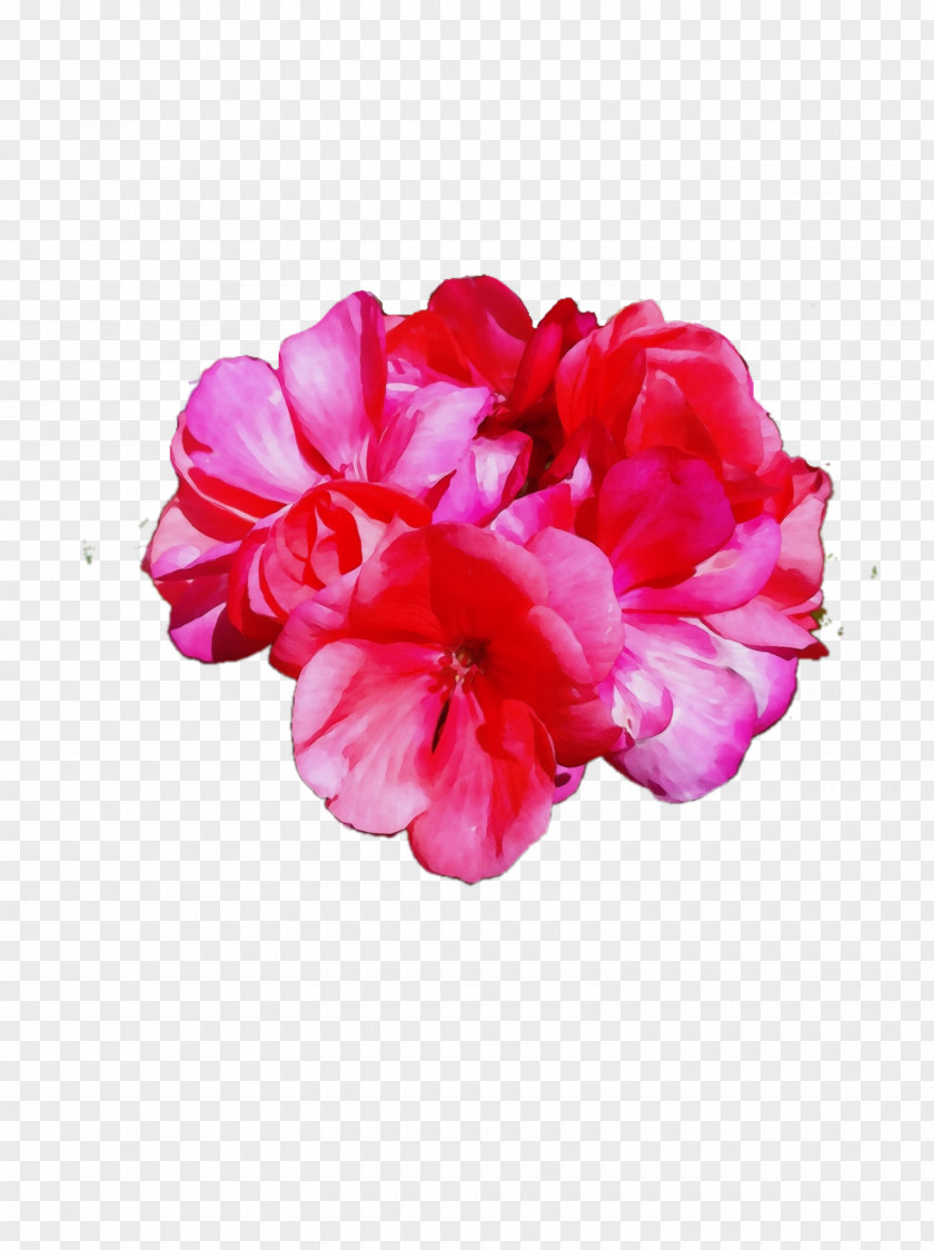 Pink Family Chinese Peony Petal Flower Plant Flowering PNG