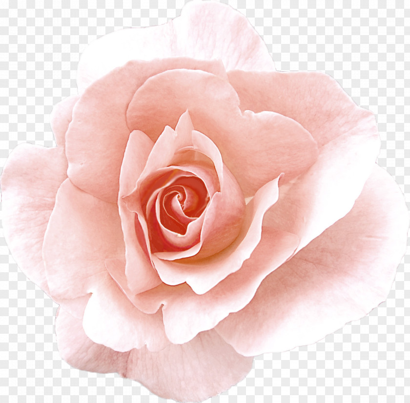 Flower Damask Rose Garden Roses Oil PNG