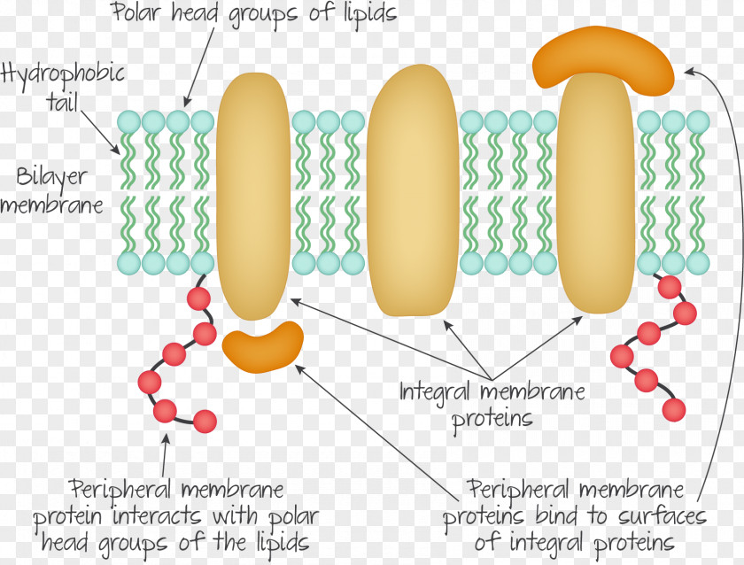 Passive Bloodstain: Peripheral Membrane Protein Integral Biological Cell PNG
