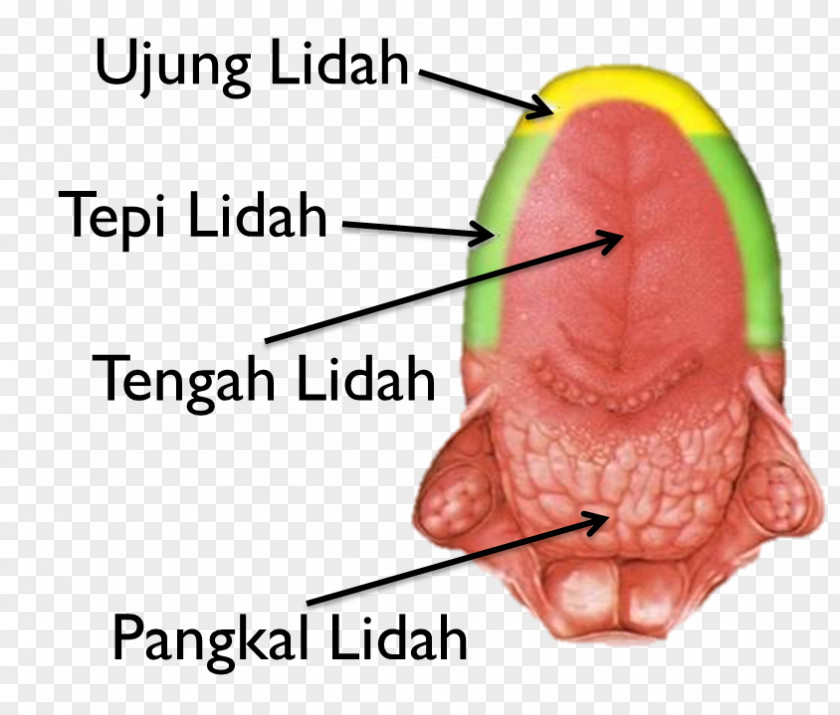 Tongue Tooth Palate Dschīm Schīn PNG