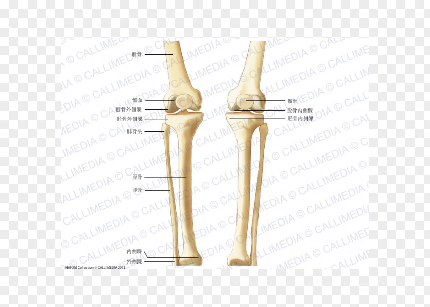 Artrosis De Rodilla Knee Bone Crus Human Skeleton Anatomy PNG