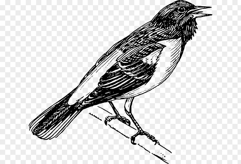 Bird Baltimore Oriole Bald Eagle Altamira Clip Art PNG