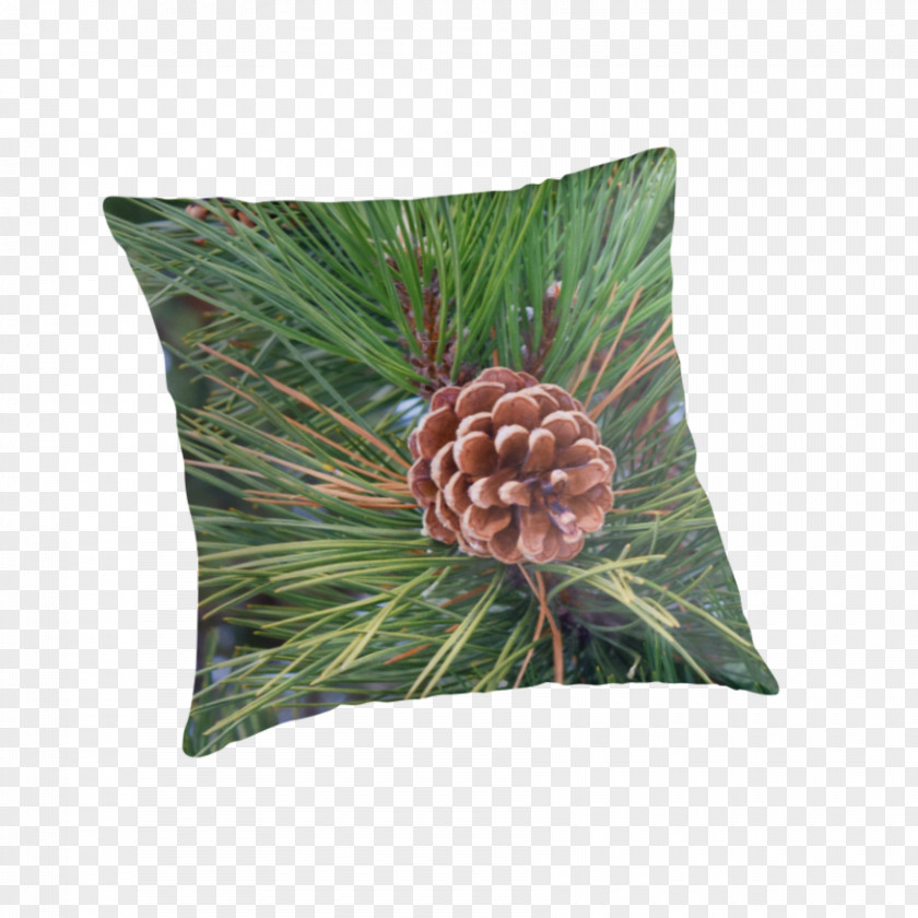 Pine Cone Tree Conifers Evergreen Cushion PNG