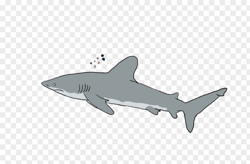 Shark Tiger Product Design Requiem Sharks PNG