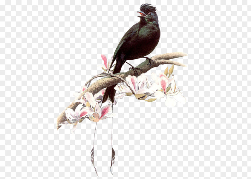 Bird Drawing Birds 百鳥圖 And People Painting PNG