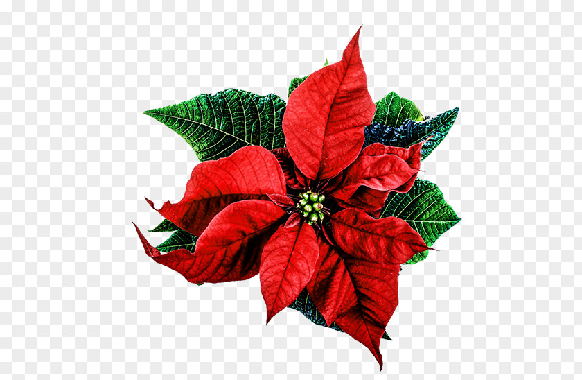 Christmas Flowers Poinsettia Happiness Love PNG