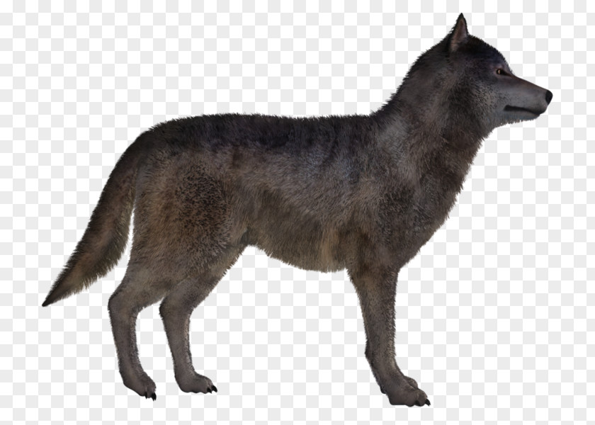 Kunming Wolfdog Snout PNG